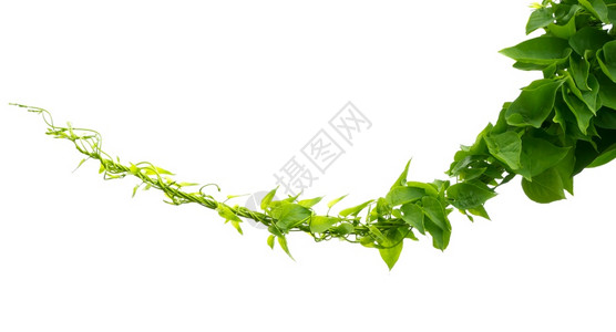 力量白色背景上的绿长春藤植物分离花爬行者图片