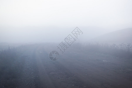 雾中神秘的道路绿色缠绕景观图片