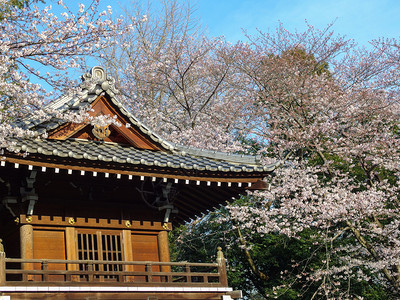 建造日本古老的寺庙公园里有粉红樱花树见风景优美图片