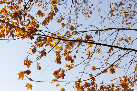 十一月场景树枝上最后的干枯木叶中秋月是1或0自然图片