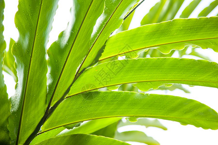 水滴天气水浸在叶片湿度和温的自然上图片