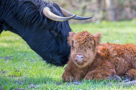 苏格兰人草原荷新出生的苏格高地牛头和母图片