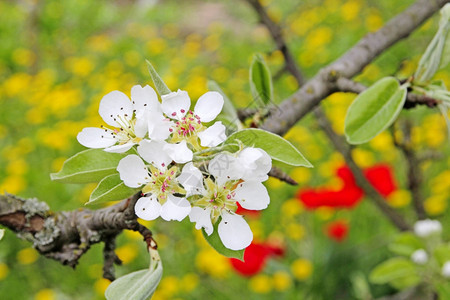 苹果树的鲜花关闭苹果树的白花自然树叶图片
