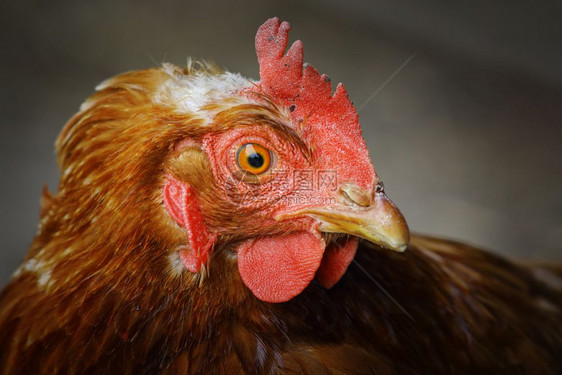 梳子近身的棕母鸡农场上羊冠鸟的肖像农家乐女图片