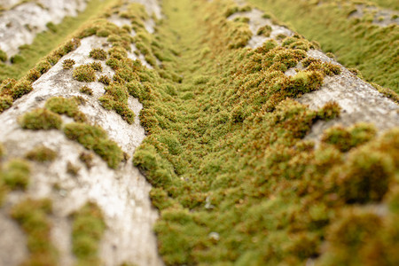 Krisha覆盖绿苔封闭草覆盖的莫斯克里沙建造细节岩石图片