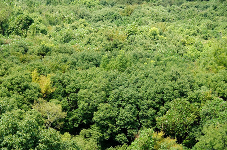 日本大阪夏季从上方的日本低沉森林树冠上看到的森林树冠如上表所见自然春天植物背景图片