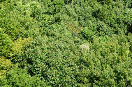 的日本低沉森林树冠上看到的森林树冠如上表所见植被多于美丽的背景