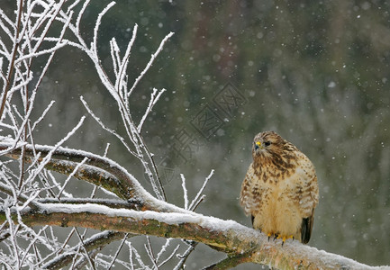 波兰在冬季秃鹰在被砍伐的树上和落下雪花坠冬天普通明信片野生动物图片