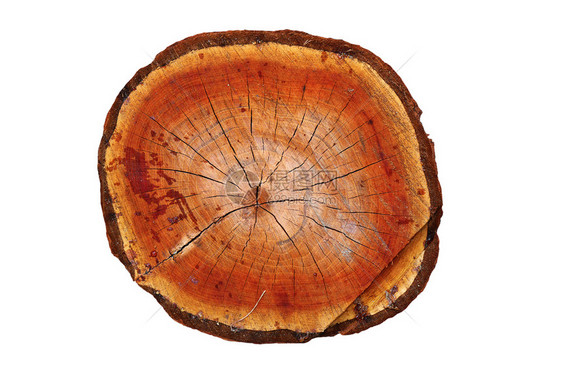 木材头切樱树横截面的干用白色背景隔开年度的图片