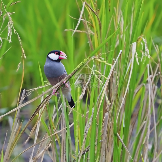 彩色的爪哇雀鸟Lonchuraoryzivora站在稻田大米枝上乳房分布环境白饭动物图片