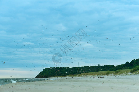 飞海面上的一群鸟海滩上的面一群鸟旅行早晨图片