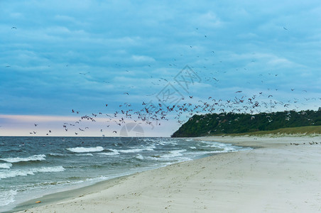 海滩上飞翔的海鸥图片