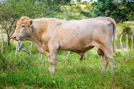 有机的乳制品站在草地上的美丽牛在农场草地上饲养着美丽的牛自然图片