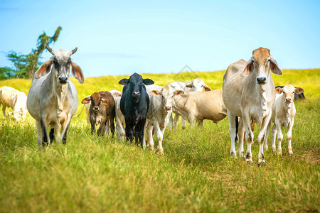 犍乡村的站在草地上美丽牛在农场草地上饲养着美丽的牛夏天图片