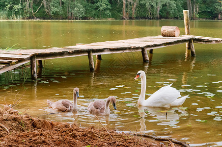 反射婴儿池塘上的天鹅家族野池塘家族爱图片