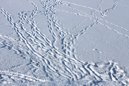 脚丫子尘土飞扬冬天被人和动物的雪迹遮盖追求图片