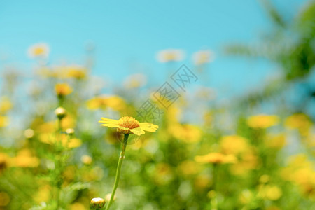 开花朵颜色春日有阳光明媚的鲜花黄色春图片
