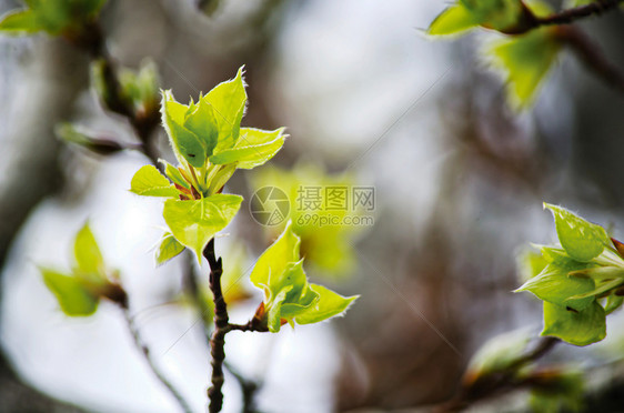 绿叶宏关闭模糊的背景开放空间GreenLees新鲜的花园树叶图片