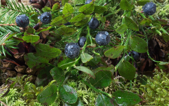 饮食树叶Bluemar莓天然背景在布希特首日的成熟野生蓝莓森林里色的图片
