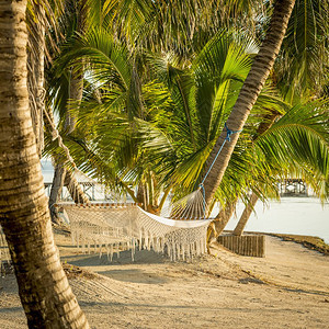 冷静的景观绞刑热带海滩Hammock位于热带海滩棕榈树上的白色吊床图片