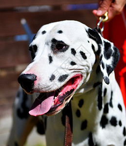 Dalmatian或Dalmatian狗在夏天散步漂亮的野生动物或者图片