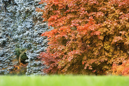 丰富多彩的植物质地在日本的黄橙和红树叶背景中在森林黄橘和红的日本山木叶上种植出美丽的秋叶薄片图片