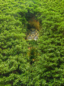 旧教堂窗户环绕着爬行的常春藤植物建筑的绿色造图片