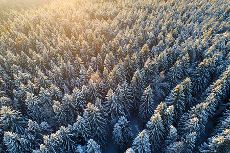 冷冻美丽冬天雪层的空中观察覆盖了森林阳光下有几条小溪图片