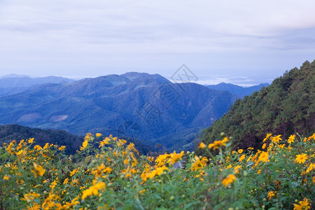 荒野冬季山上有黄色花朵冬天在山上也有黄色花朵图片