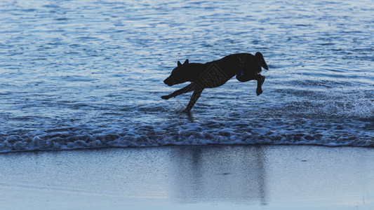 这只狗早上在沙滩奔跑快乐的白色夏天图片