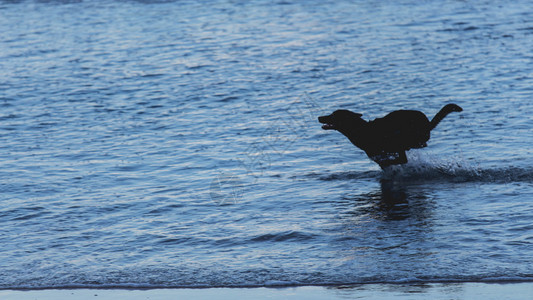 宠物寻回犬这只狗早上在沙滩奔跑蓝色的图片