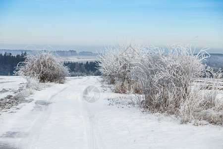 冬季寒冷的冰冻树木和在雪中的道路美丽白冬色图片