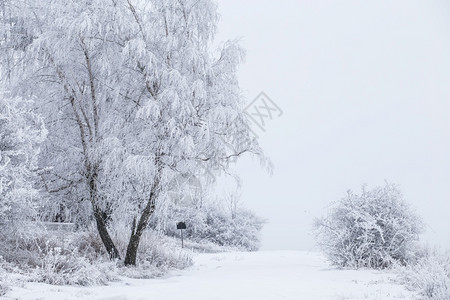 冰冻的树木和在雪中的道路美丽白冬天苍季节图片