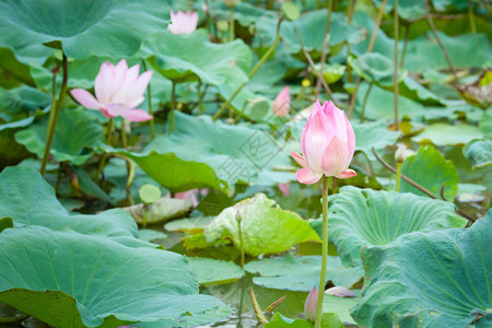 荷花池图片