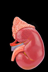 静脉石头以黑色背景隔离的人类肾模型动脉图片