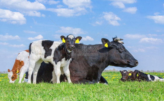 景观红色的外部母牛与一群新生幼崽起躺在绿欧洲草原上图片