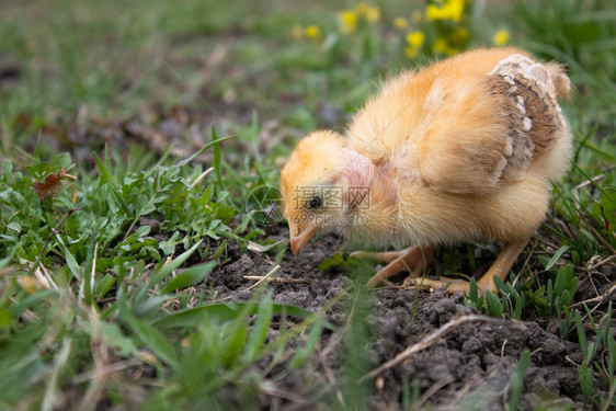 小鸡特写草地上的黄鸡养殖小家禽农业小鸡草地上的黄家禽养殖宠物白色的生活图片