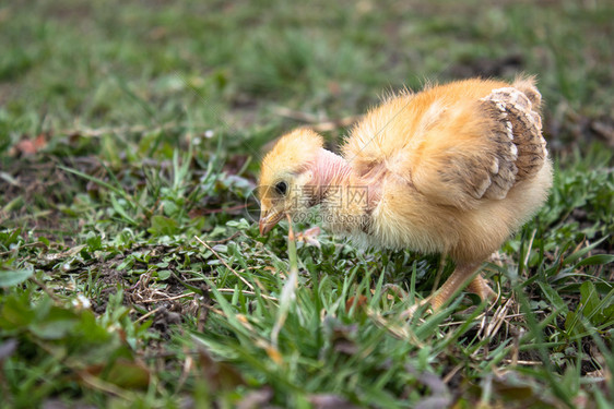 可爱的美丽户外小鸡特写草地上的黄鸡养殖小家禽农业小鸡草地上的黄图片