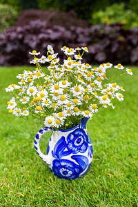 香花园在草地的蓝色花瓶上流着鲜的白甘菊草本植物图片
