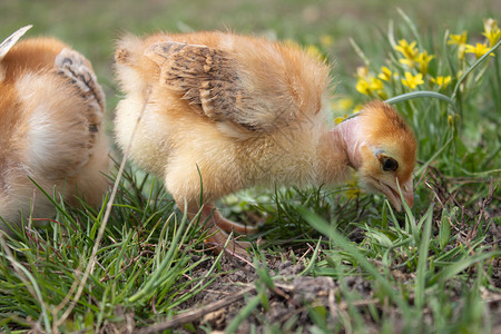 花园小鸡草地上的黄饲养小家禽殖农业小鸡草地上的黄家禽养殖绿色新生背景图片