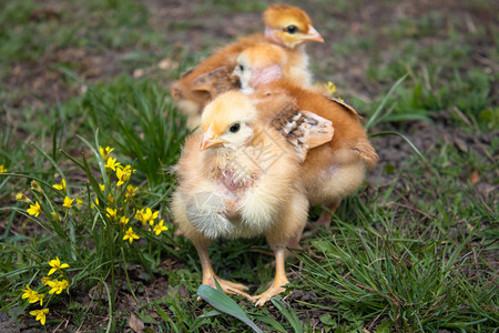 羽毛自然草地上的黄鸡特写漂亮的黄色小鸡一群的草地上黄色鸡特写鸟图片