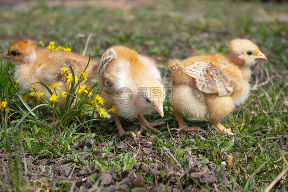 草地上的黄鸡特写漂亮的黄色小鸡一群的草地上黄色鸡特写蓬松的婴儿农业图片