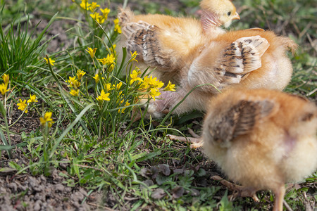场地花园草上的黄鸡特写漂亮的黄色小鸡一群的草地上黄色鸡特写自然图片