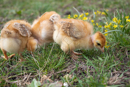 鸟草地上的黄鸡特写漂亮的黄色小鸡一群的草地上黄色鸡特写户外婴儿图片