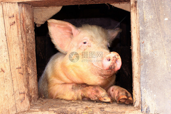 谷仓迷人的宠物从农场棚屋窗外看猪取笑家畜养殖场的猪从棚屋窗外看的动物猪图片