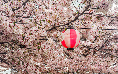 亚洲人分支机构为传统的日本樱花节庆典装饰的彩色纸质灯笼盛着樱花朵的日光灯庆祝图片