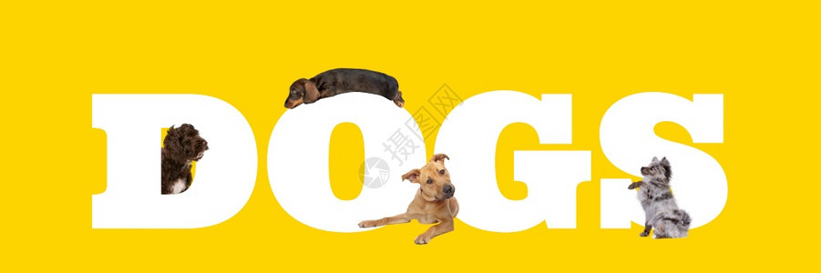 宠物商业一群四只狗围着白信写成的狗一只被孤立在黄色背景上一群四只狗围着白信写成的狗哺乳动物图片