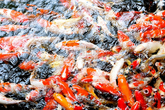团体夏天在池塘中游泳的多彩科伊鱼群有色图片