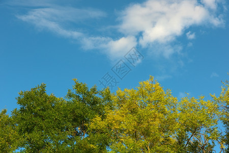 明亮的树叶MilanItaly蓝天背景的秋叶树图片