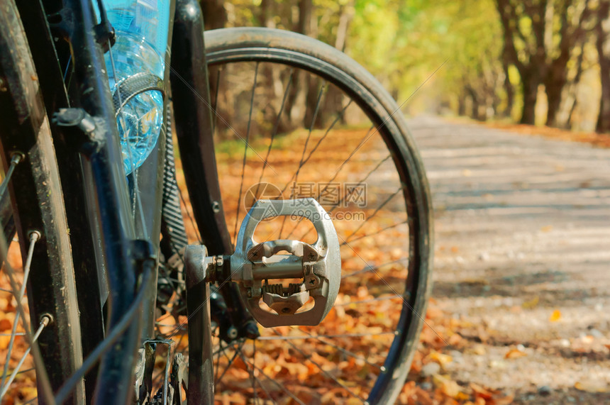 白色的树城市森林小径上的自行车秋天森林里的黑色自行车秋天森林里的黑色自行车森林小径上的自行车图片